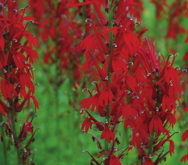 25 Cardinal Flower Lobelia cardinalis Where do I live? In a wet, grassy land with lots of sun Look for: Large, showy red flowers blooming on the upper half of the stalk in late summer or early fall.