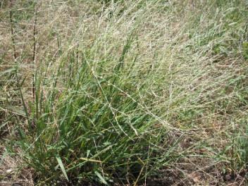 Spider Grass, Rigid Panic,