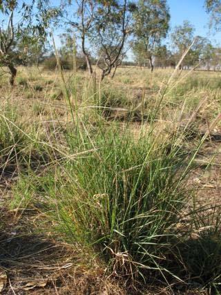 Spider Grass (Also known as Umbrella Grass, Curly Windmill Grass) Enterapogon acicularis Volunteers on my farm because of wind dispersal Long-lived Perennial (decades) Grows on all soil types.