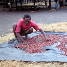 DRYING THE CACAO BEANS The beans are laid out in the hot sun to dry. They are getting brownish more like the color of chocolate each day!