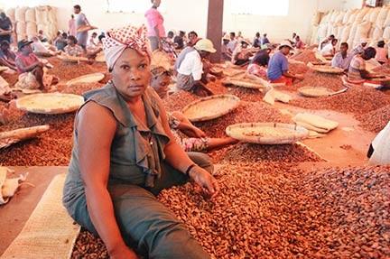 SORTING THE COCOA BEANS The cocoa beans have to be sorted, to take away any beans that are