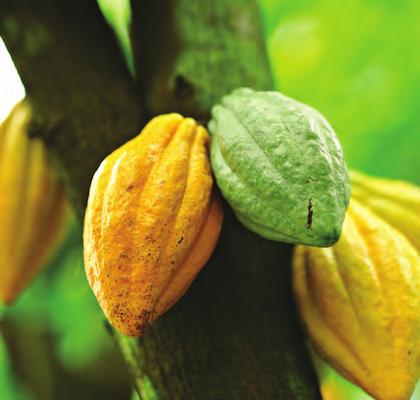 Cocoa mostly refers to the powder that is made from the seeds. From Cacao Trees to Chocolate Candy Chocolate is made from the seeds of the cacao tree.