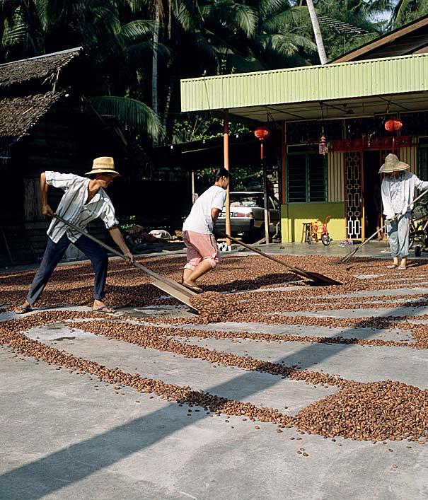 Once the beans are dry, they are placed in large cloth bags and shipped to makers of chocolate.