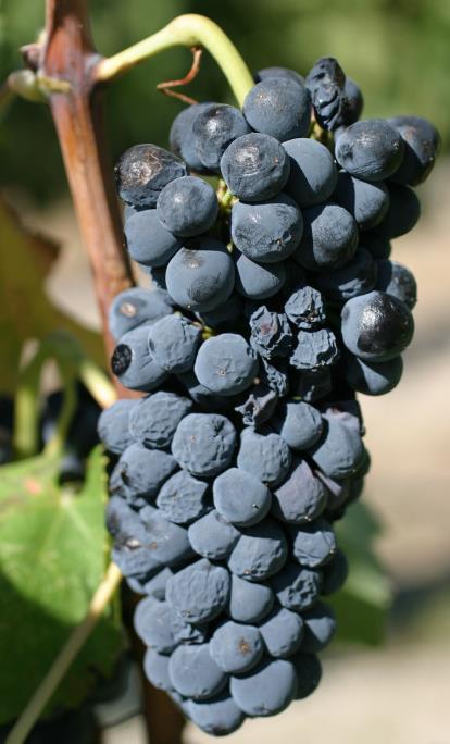 Markus Keller Viticulture: The goals Growing grapes for profit