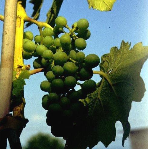 much, too late (veraison or later) Sunburn White grapes: Overexposure