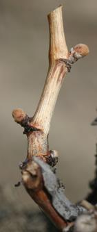 Pruning established vines Determines bud number and position Maintains vine size and