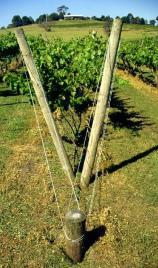 indicates vigor Divide canopy if pruning weight is higher than 10 oz/ft Lyre Fish scale