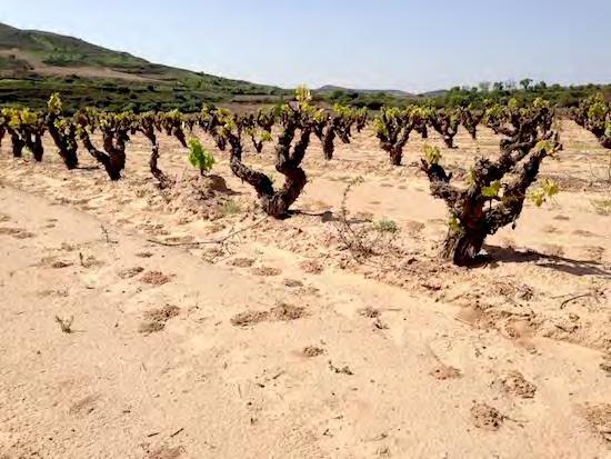 Rioja: Gaudium in Cenicero