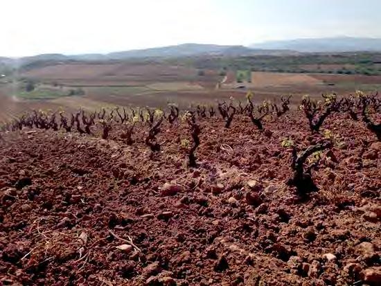 Rioja: Red Clay Soils: Cenicero