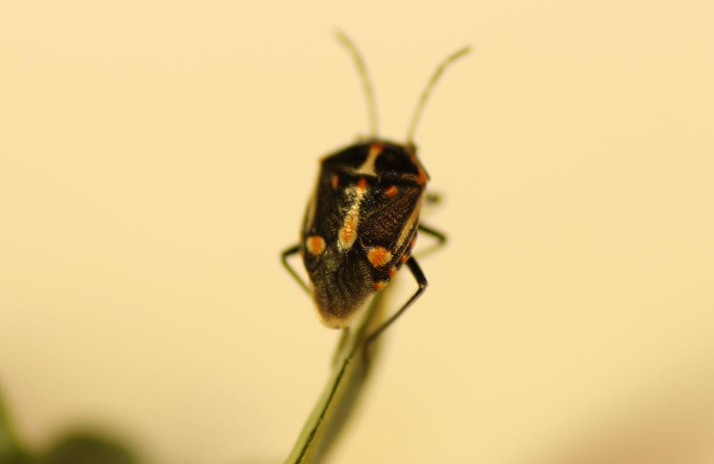 Bagrada bug, Bagrada hilaris Order: Hemiptera Family: Pentatomidae (Stink bugs) Origin: Africa Distribution: Asia and Europe and now in Arizona and California