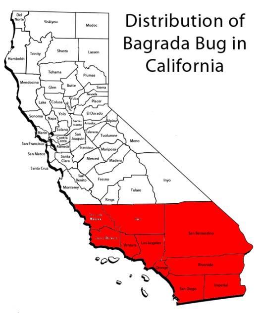 Bagrada bug-distribution In Los Angeles County in 2008.