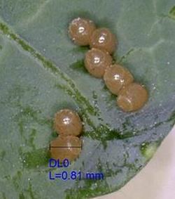Bagrada bug-biology Eggs Barrel-shaped, laid singly or in small groups on plant surface or in soil Each female
