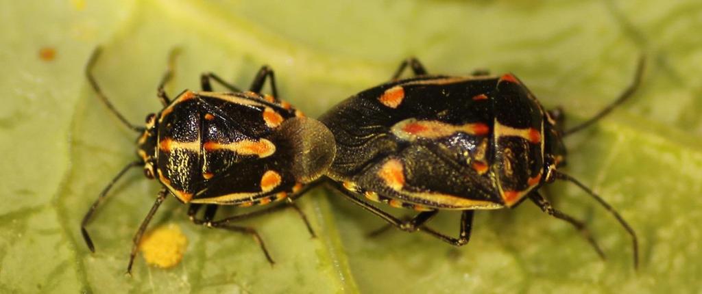 Bagrada bug-biology Adults They