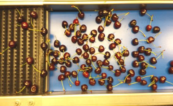 Fruit firmness was determined by measuring the force required to compress the fruit 2 mm using texture analyzer TA-TX2 equipped with a 3 mm diameter convex probe at a speed of 20 mm min -1 (Salato et