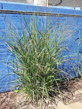 Big Bluestem Andropogon Native grass that turns purplish in autumn Height: 4-6 Spread: 2-3 Purple Indian