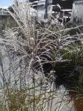 Height: 6-10" Spread: 8-12" Feather Reed Karl Foerster Blue Gray Calamagrostis Upright, arching clump.