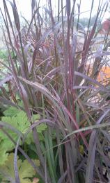 Height: 4-6' Spread: 3-4' Silver Burgundy Silver Feather Height: 4-6' Silver Festuca Prairie Dropseed