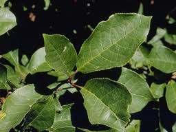 Salix lutea - yellow