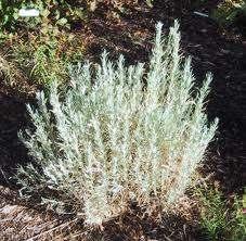 Artemisia cana -