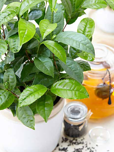 The plants will be available from Special Plant Zundert Camellia Sinensis.