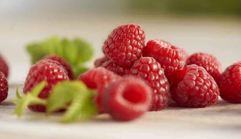 Produce Showcase DRISCOLL S RED RASPBERRIES Low in calories and fat, cholesterolfree and high in fiber and vitamin C, raspberries are a heart-healthy food.