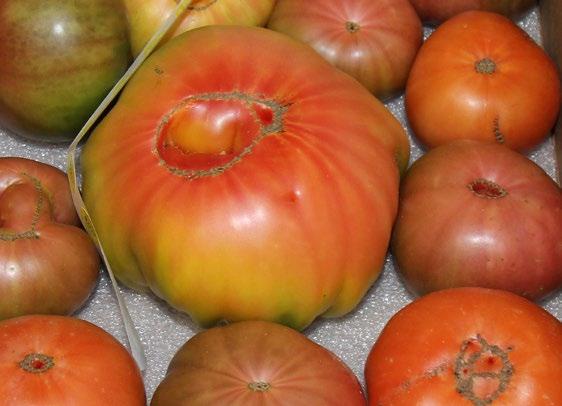 Hepworth Farms in NY is now in season with their Organic Mini Heirloom, Cherry, and Black Tomatoes.