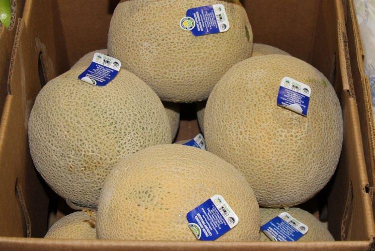 Organic Galia Melons are back in extremely limited supply and priced high.