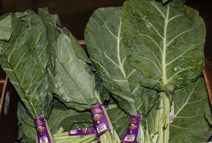 OG LETTUCE California reports adequate supplies of all Organic Lettuce, but it continues to arrive with bruising and rib rust,
