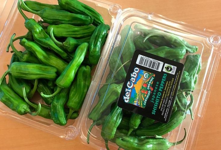 August 4 - August 11, 2017 MARKET NEWS 31 17 FOUR SEASONS PRODUCE OG specialty peppers Organic Shishito and Padron Peppers have begun out of MEX and will start next week out of NY.
