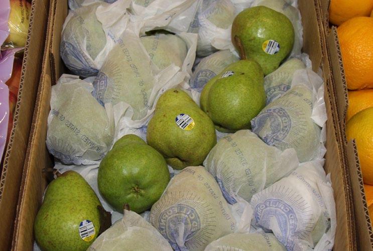OG pears New crop California Organic Pear supplies are getting better by the day. Prices will ease slightly in August. Washington is set to begin production in September with good supplies.
