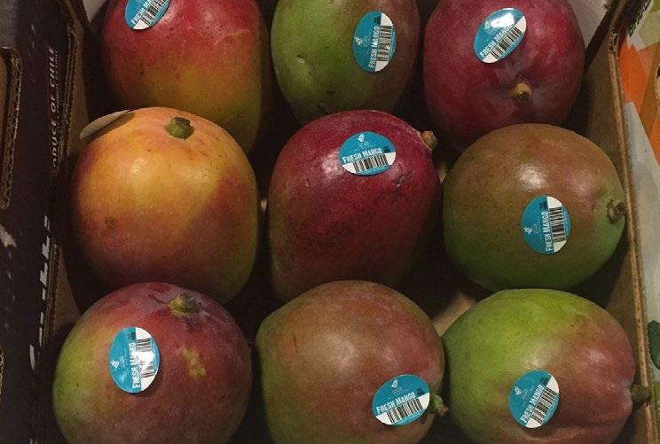 Sizing is large, and the fruit is juicy and sweet. HONEYDEWS: California Honeydews have been looking excellent. We are primarily in King O the West brand Honeydews from Turlock, CA.