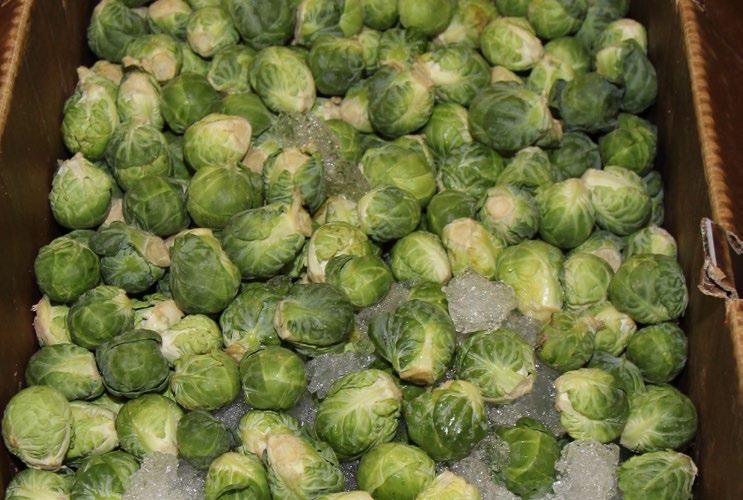 August 4 - August 11, 2017 MARKET NEWS 31 17 FOUR SEASONS PRODUCE CV BRUSSELS SPROUTS Brussels Sprouts remain extremely limited.