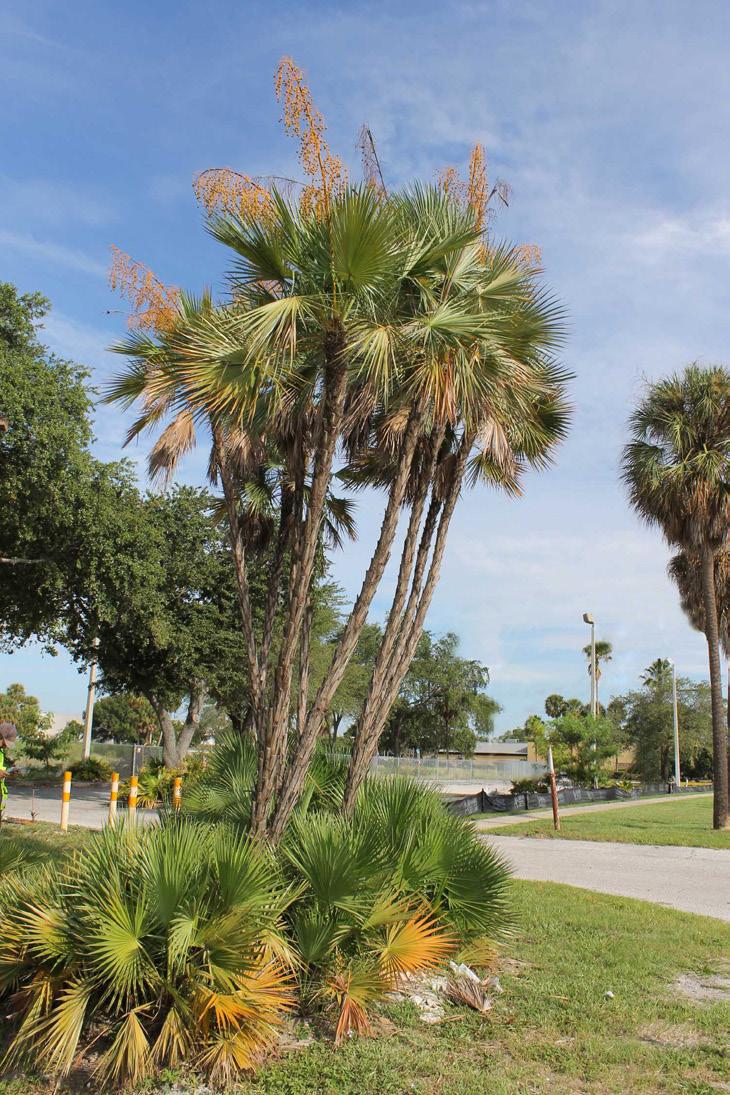 Key to 10 Common Palms of the Tampa Bay Area 1. Leaves are palmate or costapalmate (go to 2) 1. Leaves are pinnately compound (go to 5) 2. Leaves are palmate (go to 3) 2.