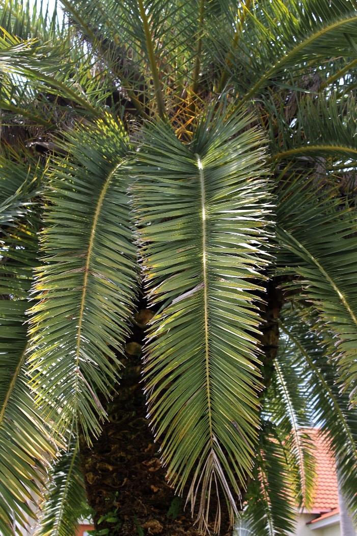 Date Palm (Phoenix dactylifera) Figure Width:6b.25 40 Leaf: 8 15 long, pinnately compound, narrowly elliptic, with up to 200 V-shaped leaflets.