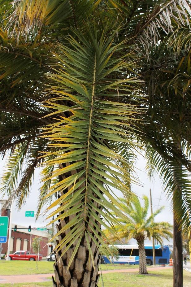 and southern Pakistan Habitat: Full sun to partial shade, well-drained soil, high drought tolerance, and moderate salt spray tolerance Cabbage Palm (Sabal