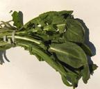 nutritious salad green -Key