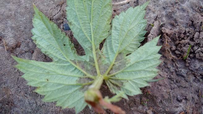 Disease pressure comes from Downy Mildew, Powdery