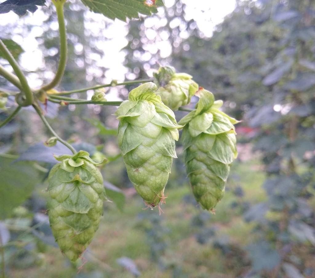 - Humulus lupulus is a species of flowering plant in the Cannabaceae family, native to Europe, western Asia and North America.