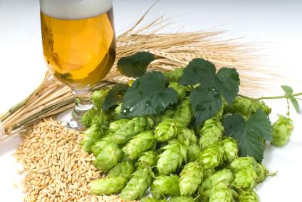 Hops are primarily used in the process of making BEER There are four basic ingredients to beer, but only three are essential: malted barley, yeast and water.