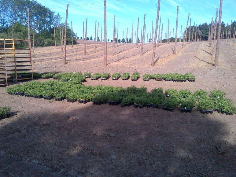 Hop yards are