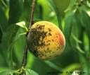 source of reinfestation Peach Scab