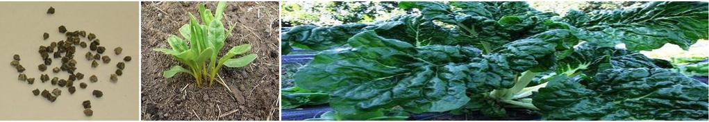 Foil Packet seeds: Foil Packet Slow to bolt Swiss Chard FORDHOOK GIANT: An