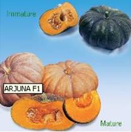 Foil Packet ARJUNA F1 PUMPKIN An excellent tasting, well known variety of pumpkin A well known variety in most of Asia.