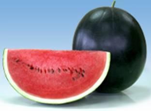 Tin 250 : Tin : Tin ANDAMAN 636 F1: A vigorous hybrid water melon with dark glossy fruits Super red with deep red internal appearance Also ideal green house product for rotation with