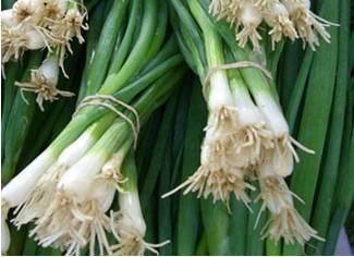Tin Bunching Onions GREEN: EVERGREEN: An early maturing bunching onion Long