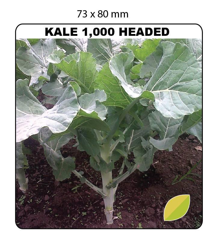 Kale is very high in beta carotene, vitamin K, vitamin C, lutein, zeaxanthin, and reasonably rich in calcium.
