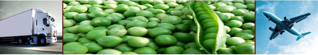 SEAGULL: An extra fine / fine bean with excellent plant habit and pod uniformity Pod length: 13 14 cm Pod diameter: 6.