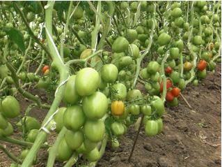 STRIKE F1: An excellent determinate hybrid tomato with oval fruits Determinate Maturity 75 days from transplanting Fruit weight 120 130 Yield potential 20 tons per acre Excellent shelf life and