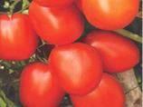 5 : Tin 5 : Tin 10 : Tin 25 : Tin 50 : Tin : Tin 250 : Tin : Tin TERMINATOR F1: A very vigorous, long determinate heavy yielding plant. Deep red coloured oval fruits.