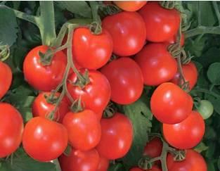 SUSANA: An excellent indeterminate hybrid tomato with oval fruits for greenhouse Indeterminate Maturity 60 75 days from transplanting Fruit weight 120 Yield